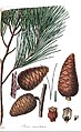 Illustration from Description of the Genus Pinus by Aylmer Bourke Lambert