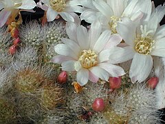 Rebutia albiflora1MW.jpg