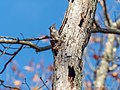 * Nomination Tufted titmouse sticking head out of a hole in a dead tree at the Pine Neck Sanctuary in East Quogue, New York --Rhododendrites 03:50, 16 November 2020 (UTC) * Promotion  Support Good quality. --XRay 04:53, 16 November 2020 (UTC)