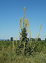 Flowering plant; Reilingen, Rhein-Neckar-Kreis, Deutschland