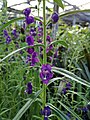 Angelonia salicariifolia (181229-1714)