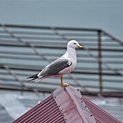 Armenian gull 2018-2.jpg