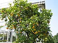 Citrus sinensis in the National Botanic Garden of Belgium - Meise (Belgium).