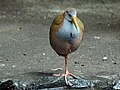 World of Birds Wildlife Sanctuary, Cape Town