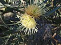 Hakea cinerea