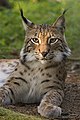 Lynx, ranges from Northern Pakistan