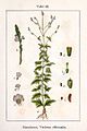 Verbena officinalis vol. 11 - plate 22 in: Jacob Sturm: Deutschlands Flora in Abbildungen (1796)