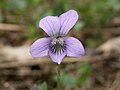 Viola canina flower