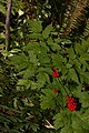 Actaea rubra