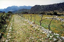 Español: Calzada romana a Benaocaz.