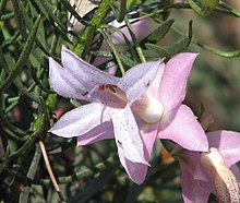 Eremophila abietina.jpg