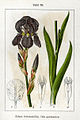 Iris × germanica (as syn. Iris germanica) vol. 1 - plate 59 in: Jacob Sturm: Deutschlands Flora in Abbildungen (1796)