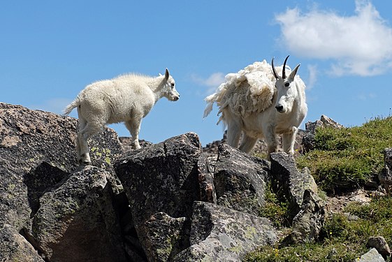 Mountain goat with kid (Beartooth Pass, Wyoming, USA)