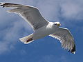 * Nomination Flying seagull Larus canus --norro 17:29, 9 March 2007 (UTC) * Promotion Unfortunate framing, might have been FP material otherwise. Gets my blessing for QI though. Lycaon 18:22, 18 March 2007 (UTC)