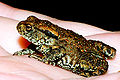 Young toad (Bufo bufo))