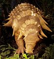 Edmontonia.