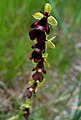 Ophrys insectifera