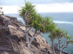 Pandanus heterocarpus 02.jpg