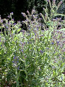 Anchusa officinalis2.jpg