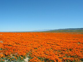 Landscape with Eschscholzia californica