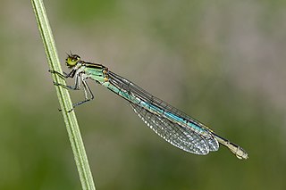 Erythromma lindenii, female