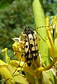 Rutpela maculata mating on Gentiana lutea