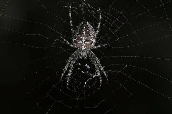 European garden spider (Araneus diadematus) in the centre of its wheel shaped web