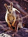 Black-flanked rock-wallaby