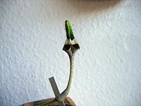 Ceropegia radicans