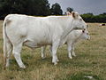 Category:Charolais cattle