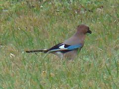 Eurasian Jay-Mindaugas Urbonas-1.jpg