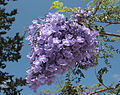 * Nomination Jacaranda mimosifolia, Cyprus --Anna Anichkova 12:15, 20 November 2013 (UTC) * Promotion Good quality. --NorbertNagel 20:02, 20 November 2013 (UTC)