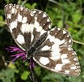 Melanargia galathea - Schachbrett (Leventina)