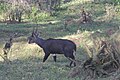 Tragelaphus meneliki (cat)