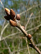 Garry Oak (Quercus garryana)