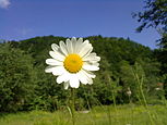 Oxeye Daisy