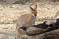 Macropus rufogriseus