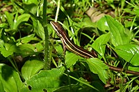 Takydromus viridipunctatus