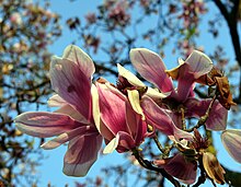 Magnolia (Magnolia) (15).jpg