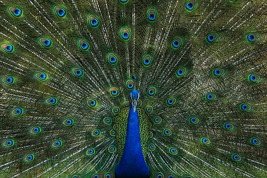 "Peacock_Male.jpg" by User:Azimronnie