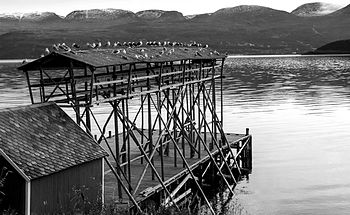 English: Seagulls at drying flake at Rasteby fishing village in Storfjord, Northern Norway Photograph: Siri Uldal