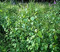 Young plants at a glade