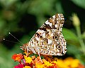 Image 69Painted Lady butterfly