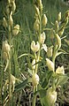 Cephalanthera damasonium Germany - Lilienthal, Kaiserstuhl