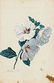 Hibiscus 18th century