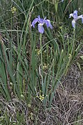 Iris missouriensis