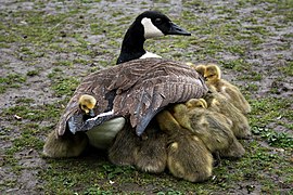 Branta canadensis