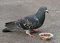 Example for individual pigeons, while eating