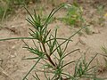 young plant with long leaves