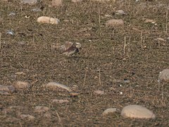 Buff-bellied Pipit (49643621602).jpg